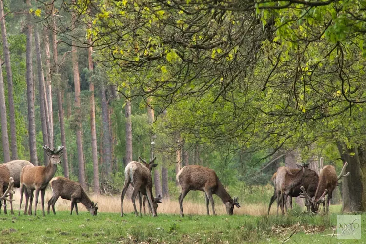 Provincie Gelderland mag wilde hoefdieren af blijven schieten