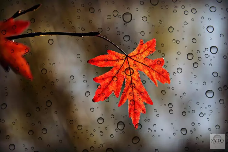 Komende week volop herfst