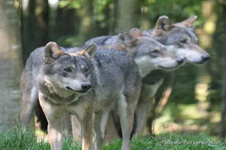 Jagen op de Veluwe mag doorgaan ondanks wolf