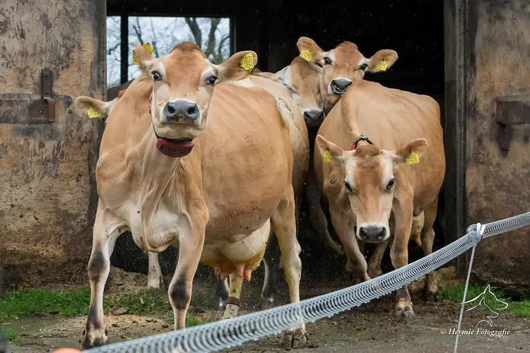 Biologische Boerderijwinkel De Nieuwenburgt viert de eerste uitstap van de koeien naar buiten!
